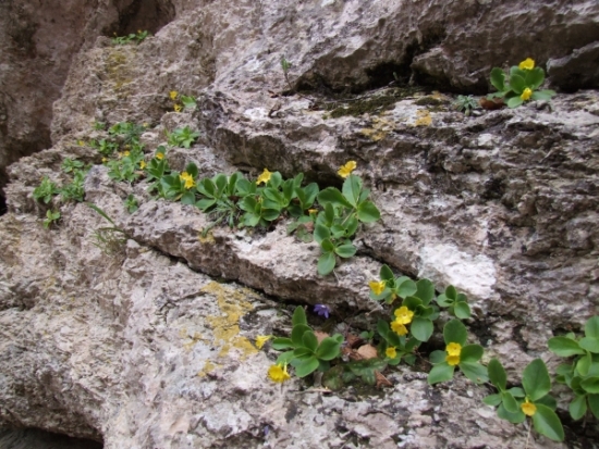 Primula auricula / Primula orecchia d''orso